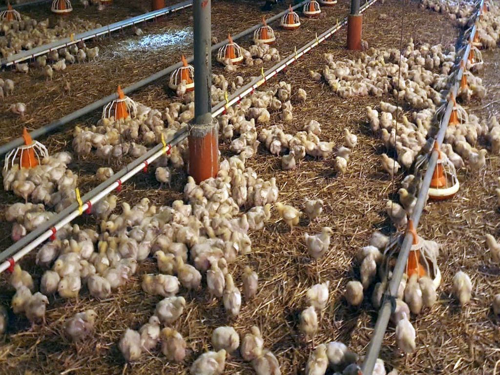 ue, umowa handlowa, mercosur, import produktów