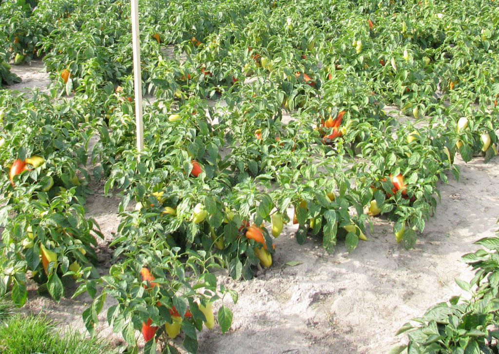 arimr, nabór, wnioski, organizacje producentów, grupy producentów