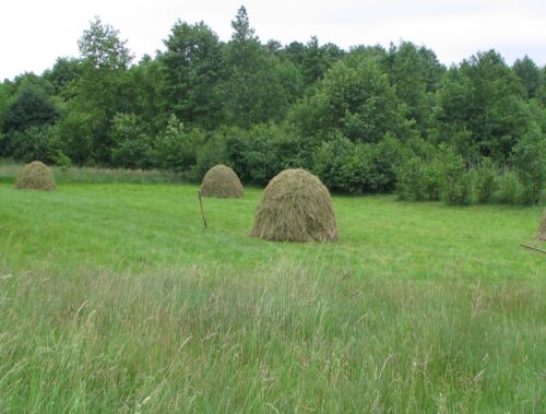 pir, parki narodowe, pokos, pasza
