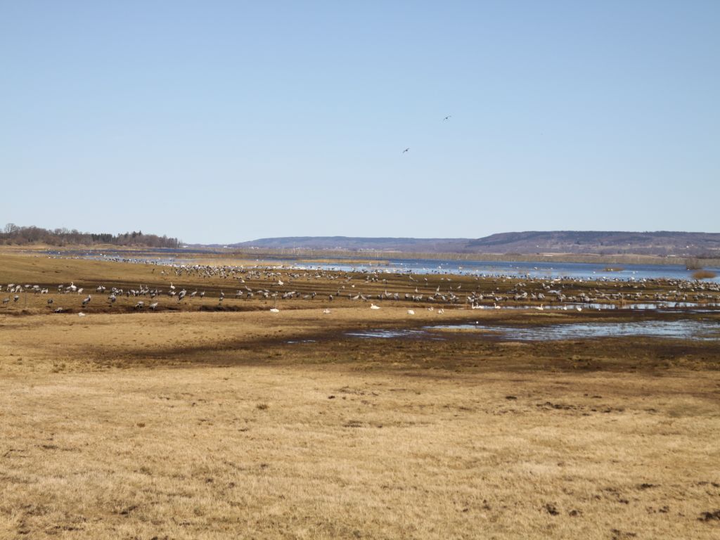 HPAI, grypa ptaków, ognisko HPAI, Inspekcja Weterynaryjna, hodowcy drobiu, bioasekuracja, H5N1