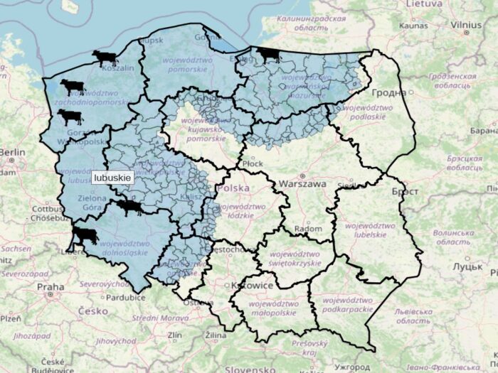 choroba niebieskiego języka, bydło mleczne, bydło mięsne, BTV-3, domowe przeżuwacze,kuczmany, mięso, mleko,