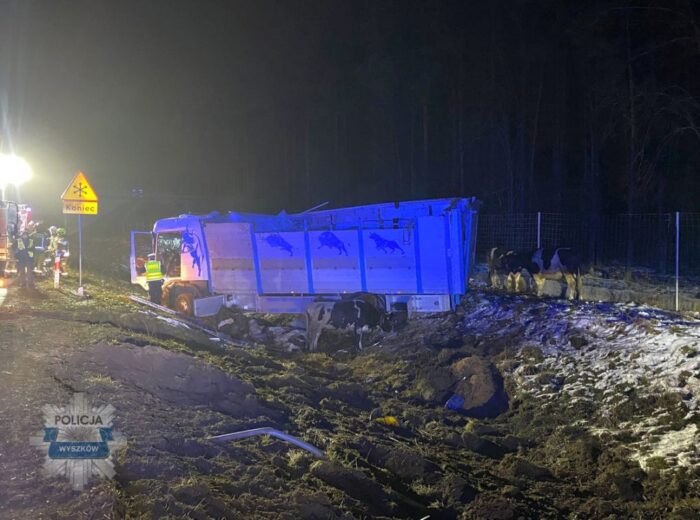 wypadek, zdarzenie drogowe, wywrócona ciężarówka, ciężarówka z bydłem