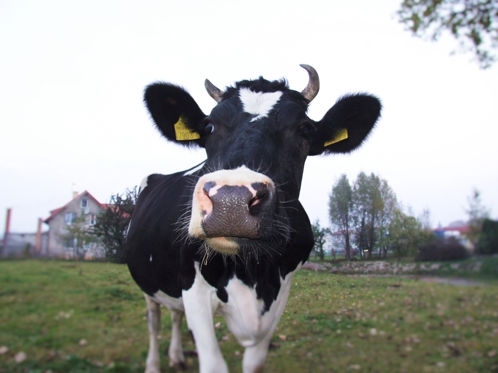 krowy mleczne, nonGMO, pasze bez GMO, GMO