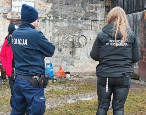 kmp jelenia góra, kontrole, utrzymywanie zwierząt, zwierzęta