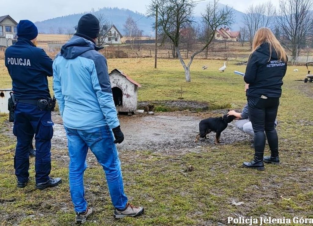 kmp jelenia góra, kontrole, utrzymywanie zwierząt, zwierzęta