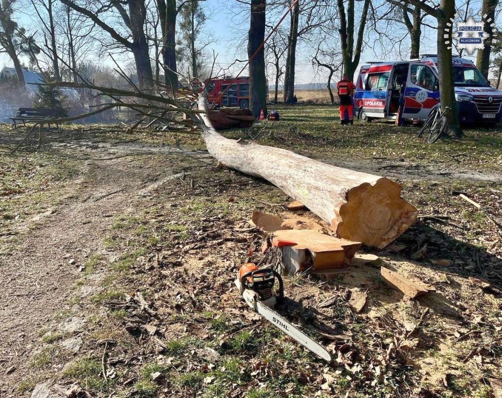 wypadek, prace leśne, wycinka drzew, ranny mężczyzna