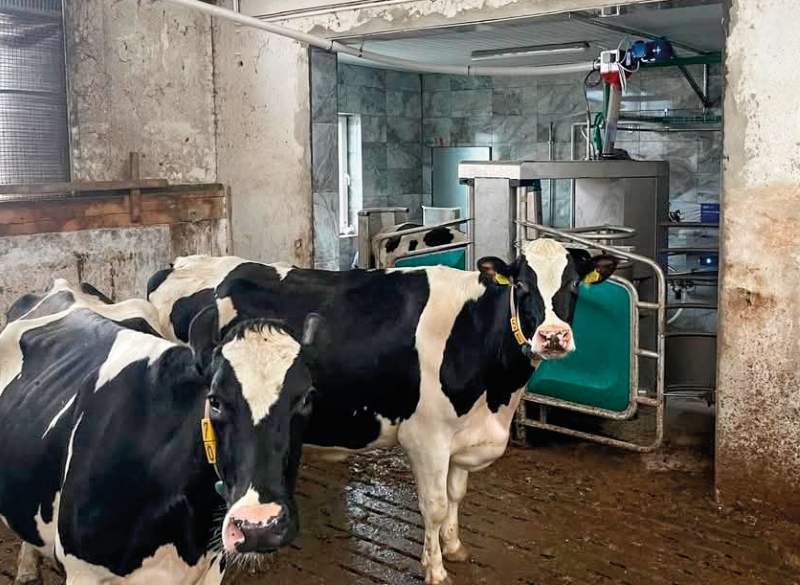 GEA Farm Technologies, robot udojowy, modernizacja obory, hala udojowa, dój krów, mleko, legowiska, żywienie, woda