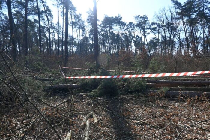 wycinka drzew, prace leśne, śmierć mężczyzny, przygniecenie