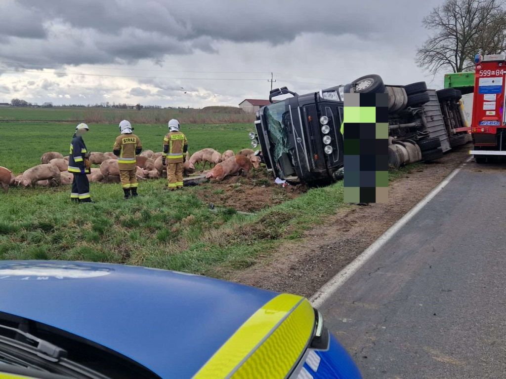 wywrócona ciężarówka, przewóz trzody, trzoda chlewna, ranny kierowca
