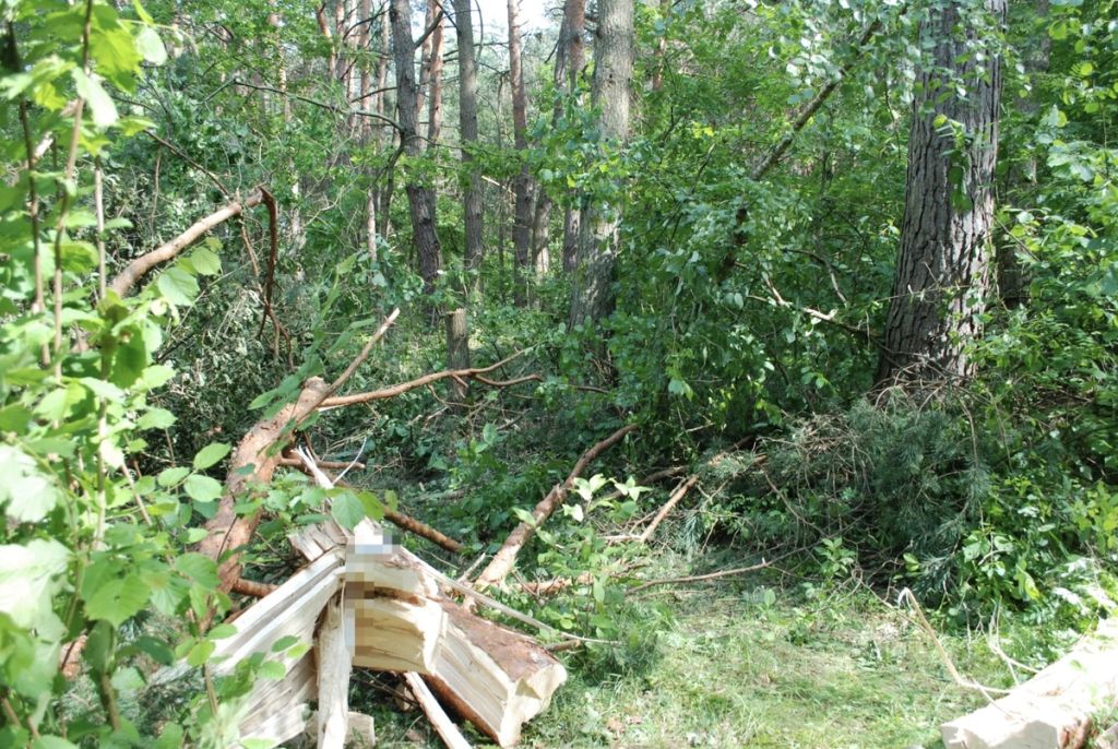 prace leśne, konar, drzewo, przygniecenie, śmierć mężczyzny