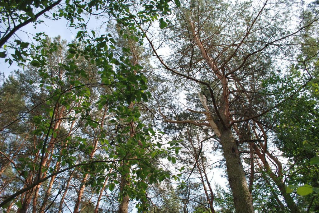 prace leśne, konar, drzewo, przygniecenie, śmierć mężczyzny