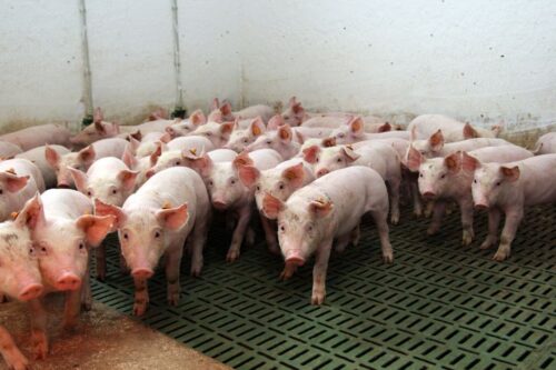 Gobarto Hodowca, trzoda chlewna, pogłowie macior, maciory, lochy, import tuczników, wieprzowina, żywiec wieprzowy