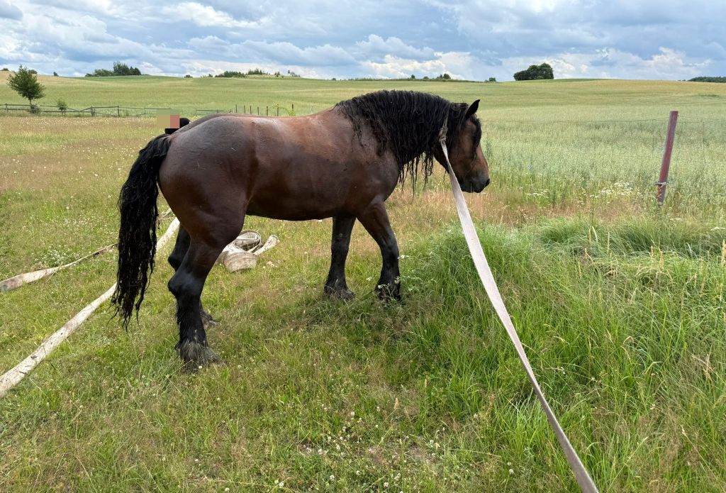 akcja ratunkowa, koń, staw, koń w stawie