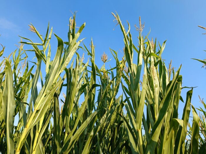 kukrydza biopaliwa