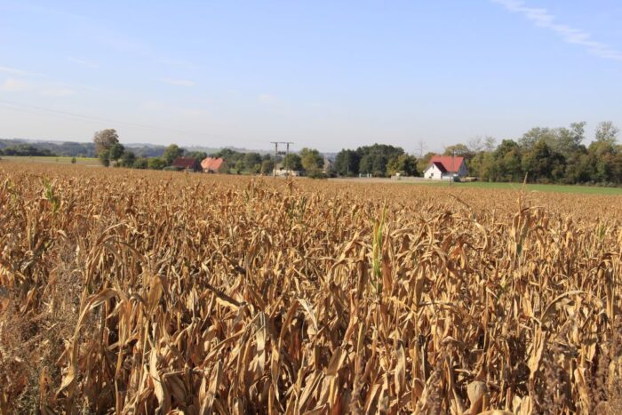 Rwanda GMO
