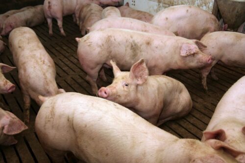 tuczniki, cena tuczników, wieprzowina, mięso wieprzowe, tuczniki w Niemczech, VEZG, żywiec wieprzowy, świnie
