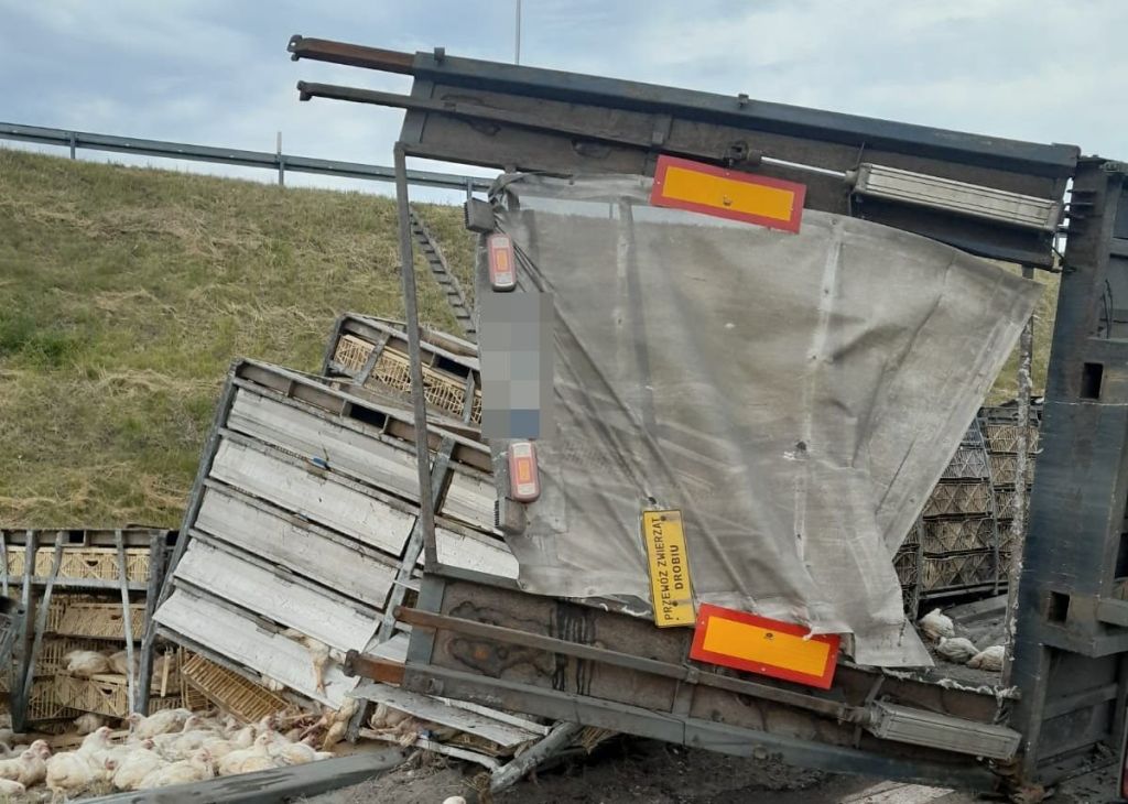 zdarzenie drogowe, wypadek, ciężarówka, drób