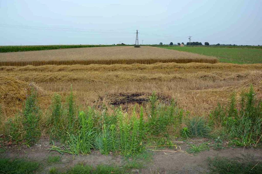 pożar, pole, zboże, ściernisko, podpalacz