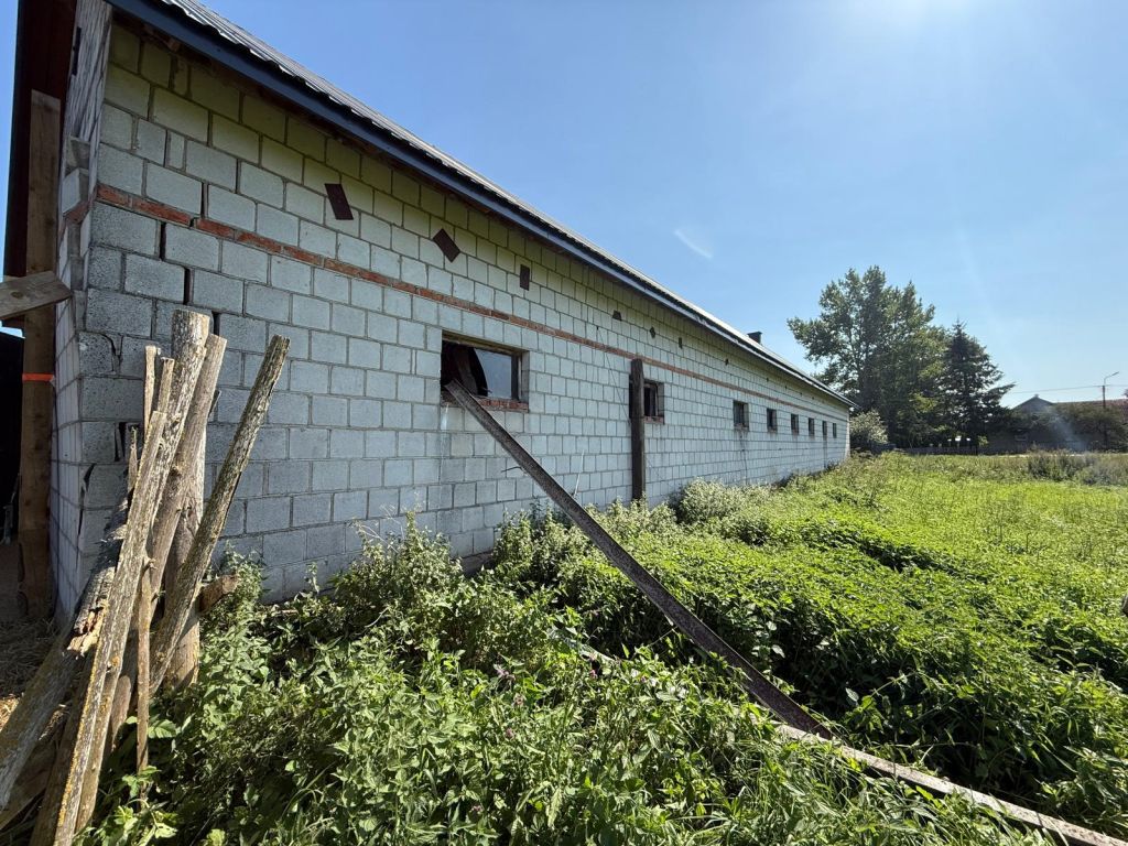 obora, budynek inwentarski, zawalony strop, bydło