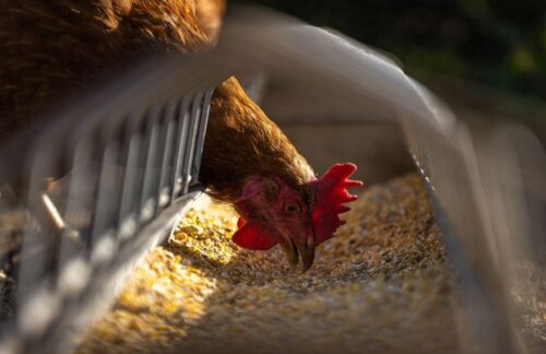 HPAI, grypa ptaków, ognisko HPAI, Inspekcja Weterynaryjna, hodowcy drobiu, bioasekuracja, H5N1
