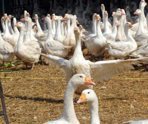 HPAI, grypa ptaków, ognisko HPAI, Inspekcja Weterynaryjna, hodowcy drobiu, bioasekuracja, H5N1