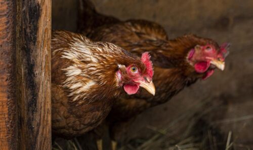 HPAI, grypa ptaków, ognisko HPAI, Inspekcja Weterynaryjna, hodowcy drobiu, bioasekuracja, H5N1