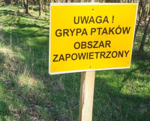grypa ptaków, rekompensaty, ognisko grypy ptaków, ptasia grypa