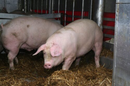 tuczniki, cena tuczników, wieprzowina, mięso wieprzowe, tuczniki w Niemczech, VEZG, żywiec wieprzowy, świnie