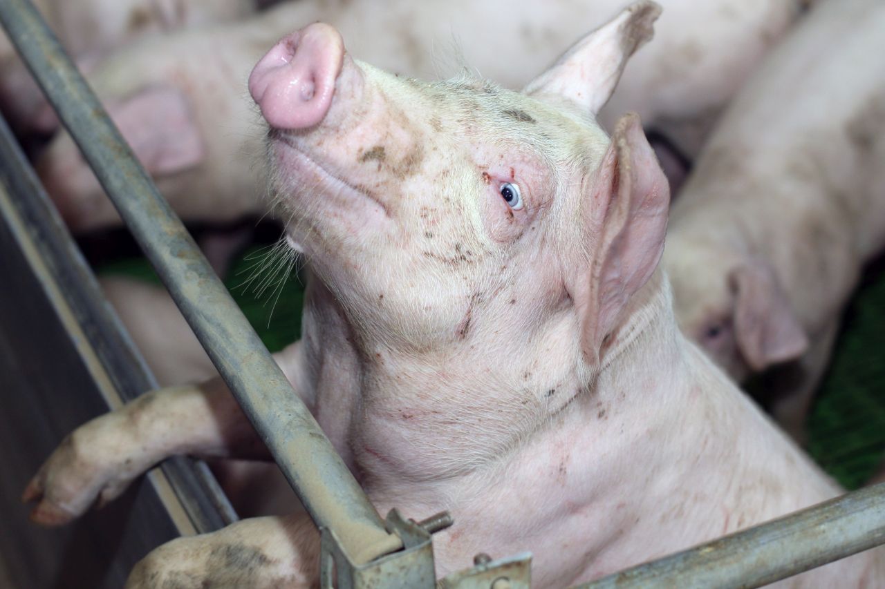 Polska giełda tuczników, Agrointegracja, Wojciech Styburski, trzoda chlewna, tuczniki, sprzedaż tuczników