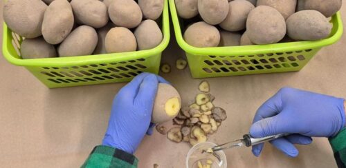 piorin, badanie ziemniaków, bonifikata, producenci ziemniaków