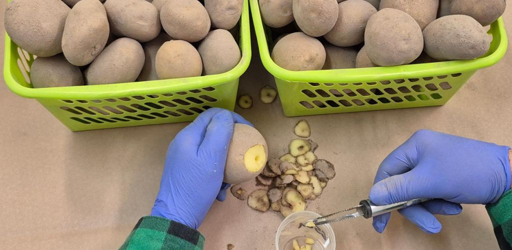 piorin, badanie ziemniaków, bonifikata, producenci ziemniaków