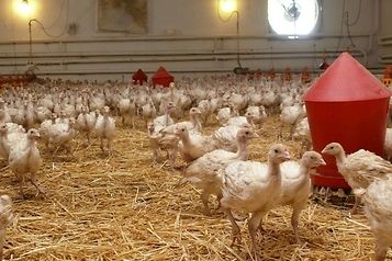 rzekomy pomór drobiu, Newcastle disease, ognisko ND, GLW, PIWet Puławy, bioasekuracja, choroby drobiu