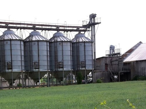 Rozkruszek mączny
