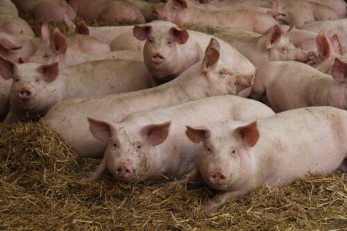 Polska giełda tuczników, Agrointegracja, Wojciech Styburski, trzoda chlewna, tuczniki, sprzedaż tuczników