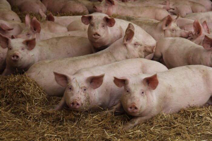 Polska giełda tuczników, Agrointegracja, Wojciech Styburski, trzoda chlewna, tuczniki, sprzedaż tuczników