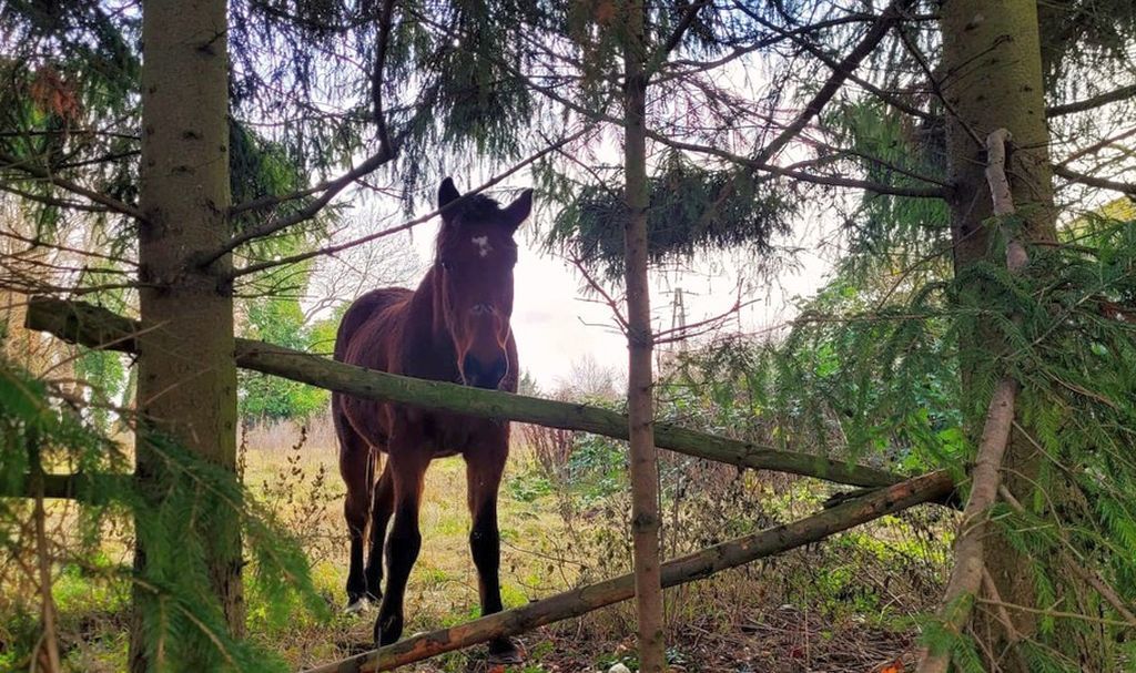 gospodarze, koń, pies, opieka