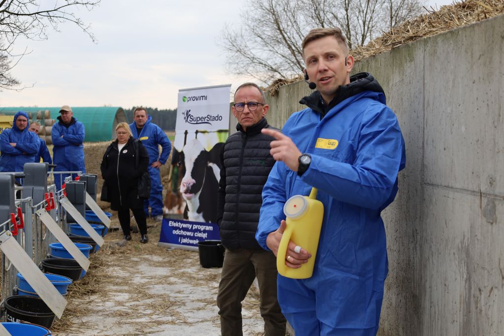 odchów cieląt w systemie Calf, pojenie cieląt, siara