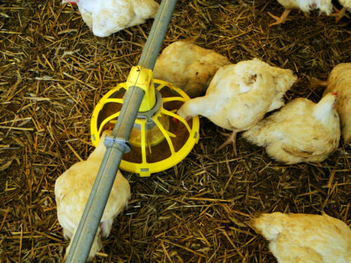 Newcastle disease, rzekomy pomór drobiu, ND, choroby drobiu, bioasekuracja, ogniska chorób, drób, hodowla drobiu