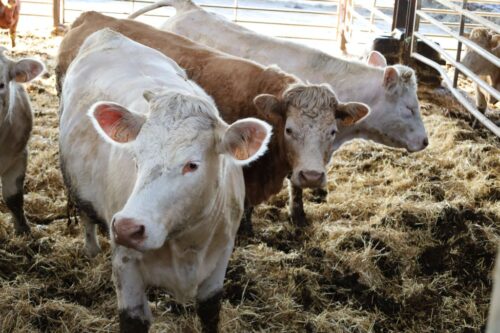 ceny skupu bydła rzeźnego