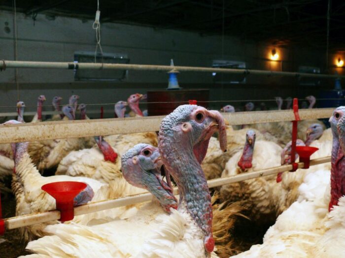 Wirus H5N1, HPAI, grypa ptaków, ogniska HPAI, indyki rzeźne