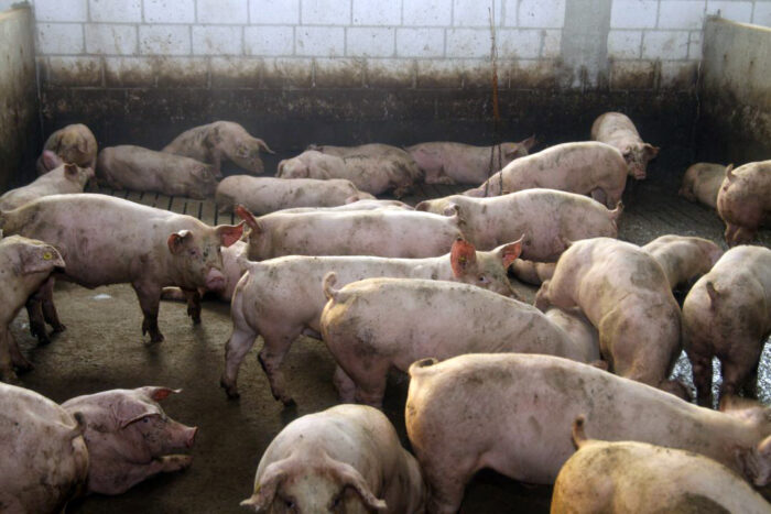 Alarm dla producentów trzody, obawy hodowców, ASF, ASF na Węgrzech, afrykański pomór świń, trzoda chlewna, świnie, bioasekuracja